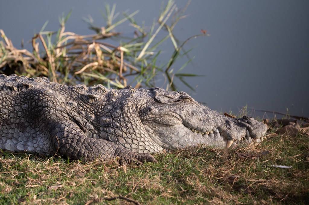 Alligator, Ranthambore National Park, India - 2025