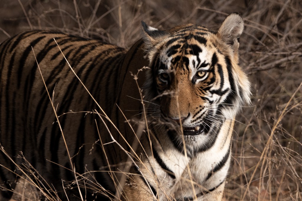 tiger, Ranthambore National Park, India - 2025