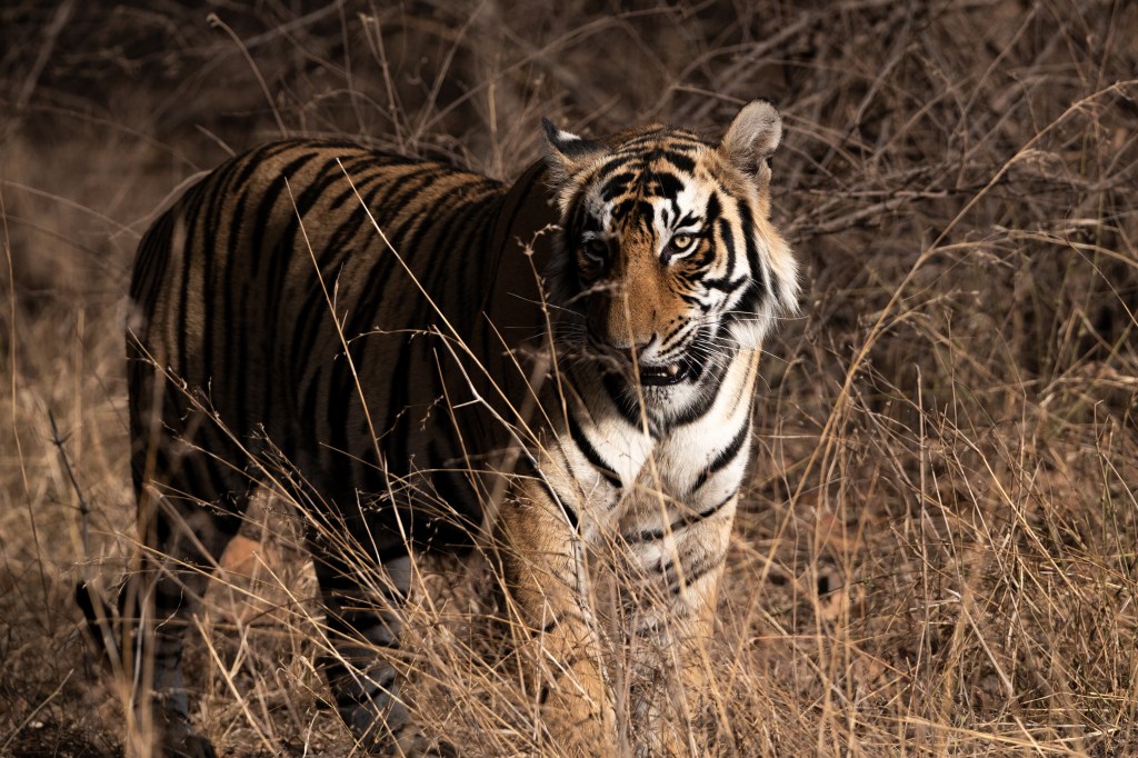 tiger, Ranthambore National Park, India - 2025